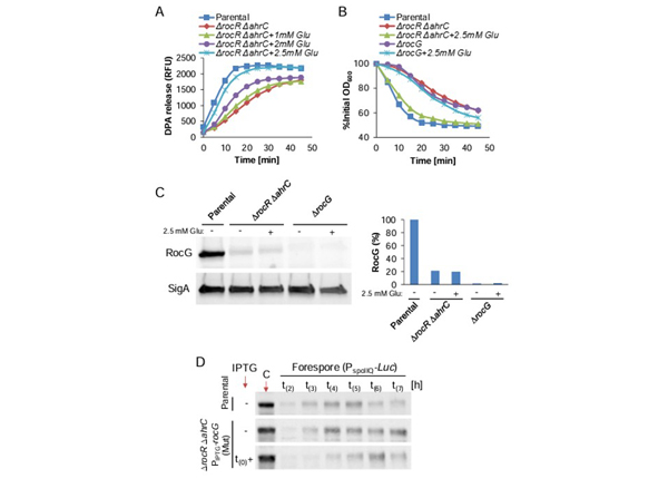 Western Blots using Luciferase horseradish peroxidase